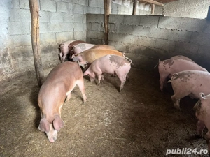 Porc de Craciun,rase de carne, Duroc Pietrain  - imagine 2