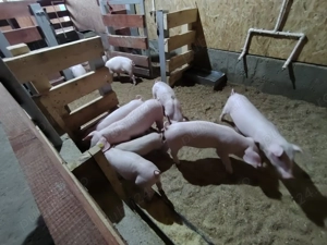 Vând Scrofițe LANDRACE