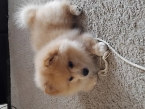 Vând catel pomeranian  - imagine 3