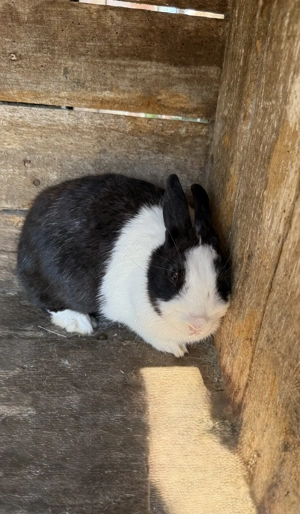 Iepuri de vanzare  - imagine 2