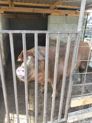 Vând scroafă  - imagine 2 Vând scroafă  - imagine 2