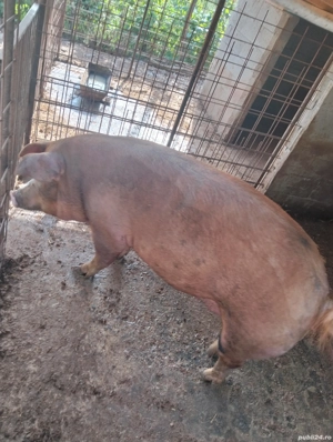 Vând scroafă  - imagine 3 Vând scroafă  - imagine 3