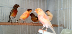 Vand CANARI arlechin portughez