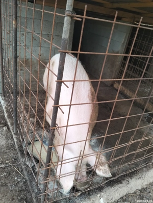 Vând scroafă  - imagine 3