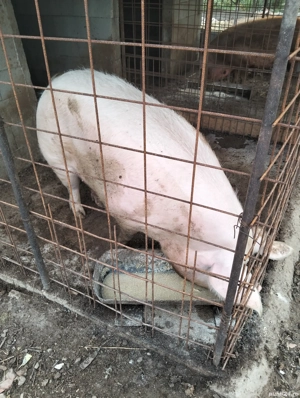 Vând scroafă  - imagine 2