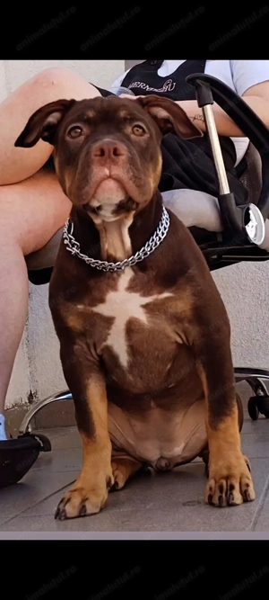 American bully 4 luni fetita  - imagine 2 American bully 4 luni fetita  - imagine 2