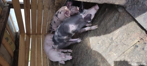 porci  de vânzare 