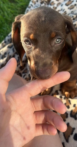 Cautam o căsuța noua! - imagine 2