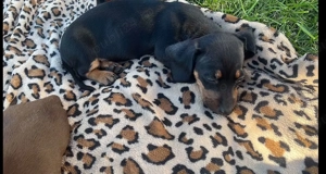 Cautam o căsuța noua! - imagine 4