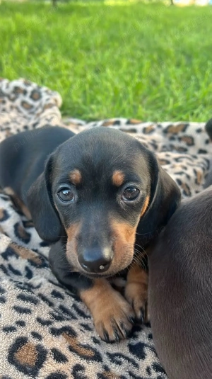 Cautam o căsuța noua! - imagine 5