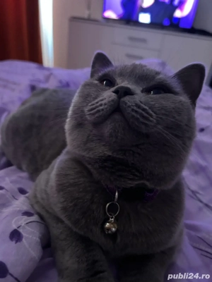 British shorthair