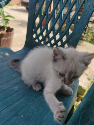 Donez pui pisica,in vârstă de doua luni jumatete - imagine 2 Donez pui pisica,in vârstă de doua luni jumatete - imagine 2