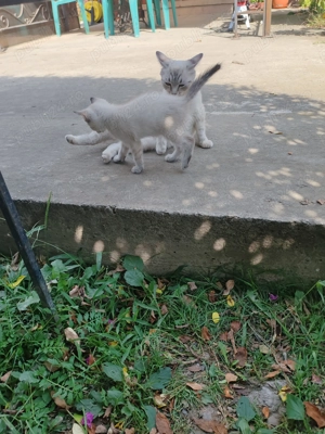 Vind pui pisica,femela,invitata de trei luni,british cu birmaneza - imagine 5 Vind pui pisica,femela,invitata de trei luni,british cu birmaneza - imagine 5