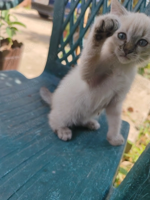 Vind pui pisica,femela,invitata de trei luni,british cu birmaneza - imagine 2 Vind pui pisica,femela,invitata de trei luni,british cu birmaneza - imagine 2