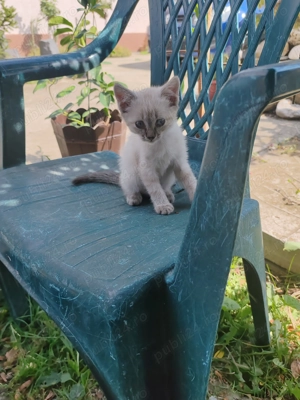 Vind pui pisica,femela,invitata de trei luni,british cu birmaneza - imagine 3 Vind pui pisica,femela,invitata de trei luni,british cu birmaneza - imagine 3