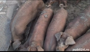 Viericasi si scrofite Duroc genetica de exceptie