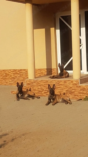 Căței Ciobănesc Belgian