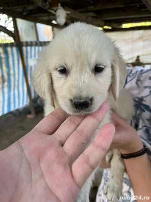 Pui de Golden Retriever care cauta casa noua