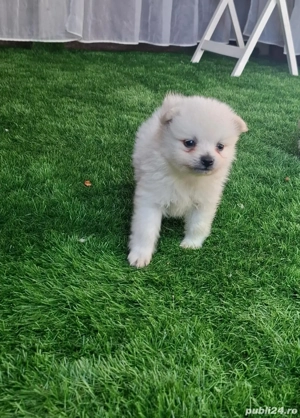 Pomeranian SPITZ  - imagine 3