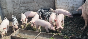 Vând purcei Remetea Mare  - imagine 4