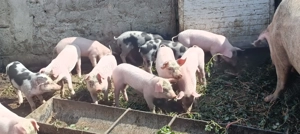 Vând purcei Remetea Mare  - imagine 3