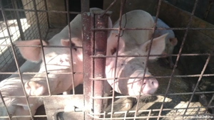 Porci de vânzare  - imagine 2 Porci de vânzare  - imagine 2