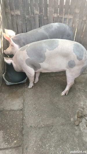 Porci de vânzare  - imagine 5 Porci de vânzare  - imagine 5