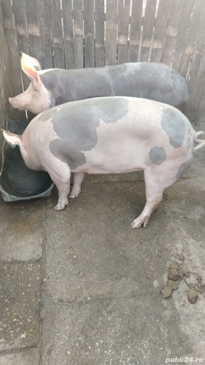 Porci de vânzare  - imagine 3 Porci de vânzare  - imagine 3