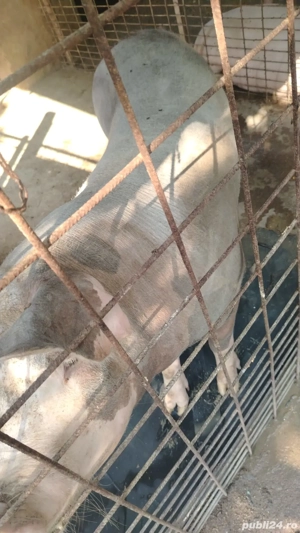 Porci de vânzare  - imagine 4 Porci de vânzare  - imagine 4