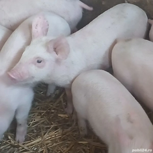 Purcei rasa pic - imagine 2