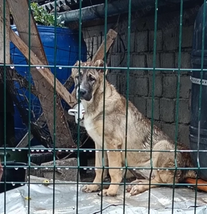 Femelă de Asia Centrală 