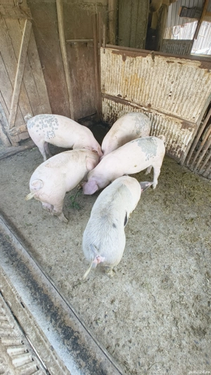 Șoldani de vanzare  - imagine 2