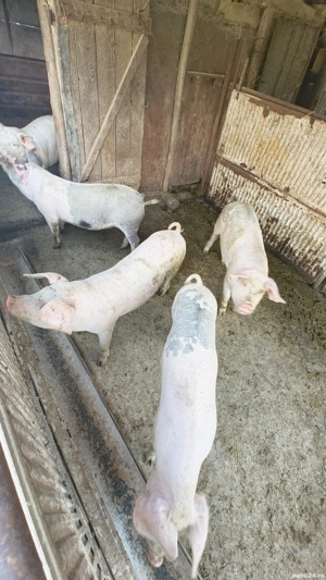 Șoldani de vanzare  - imagine 3