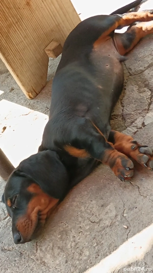 Vând Cățel  - imagine 2