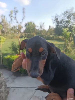 Catei Doberman  - imagine 2