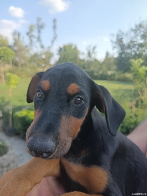 Catei Doberman 