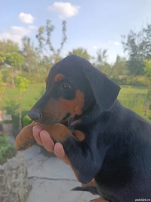 Catei Doberman  - imagine 3