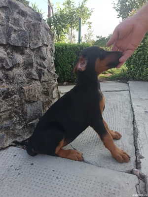 Catei Doberman  - imagine 5