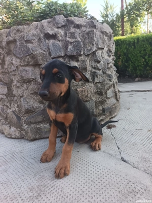 Catei Doberman  - imagine 4