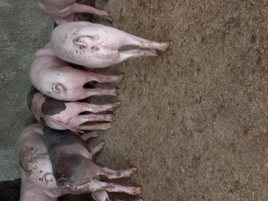 Purcei landras cu petran