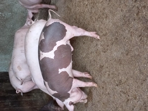 Purcei landras cu petran - imagine 2