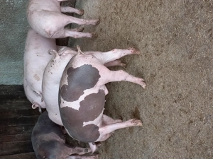 Purcei landras cu petran - imagine 3