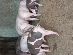 Purcei landras cu petran - imagine 4