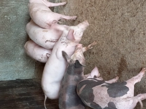 Purcei landras cu petran - imagine 5