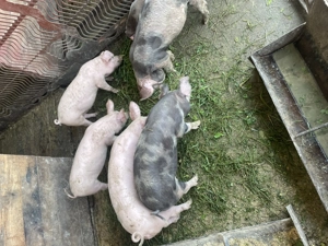 Vând purcei 8 săptămâni  - imagine 2