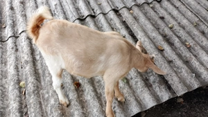 Animale iada - imagine 2 Animale iada - imagine 2