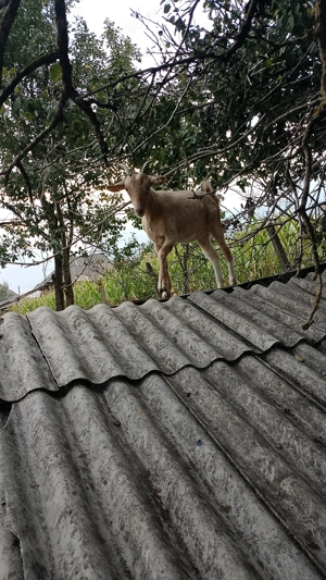 Animale iada - imagine 3 Animale iada - imagine 3