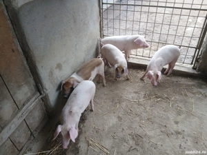 Purcei de vanzare 
