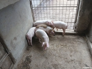 Purcei de vanzare  - imagine 2