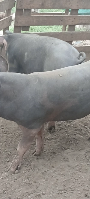 Porci, purcei - imagine 5